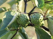 Pakar Sebut Buah Kecubung Tak Layak Dikonsumsi Sebagai Obat Herbal