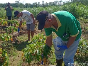 Hama Uret Makin Mengganas di Klaten, Pemprov Jateng Turun Tangan