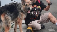 Anjing dan pengunjung di Unit Satwa K9 Polda Metro Jaya