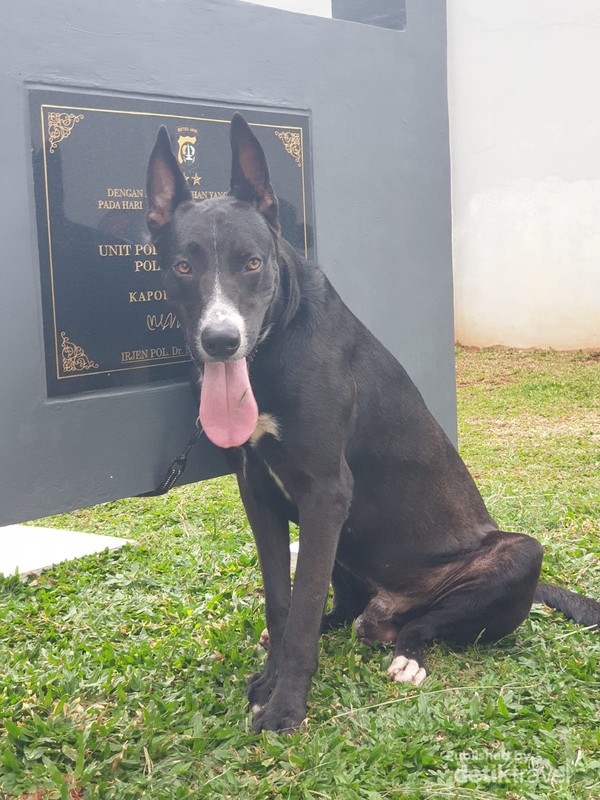 Anjing di Unit Satwa K9 Polda Metro Jaya