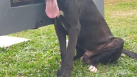 Anjing di Unit Satwa K9 Polda Metro Jaya