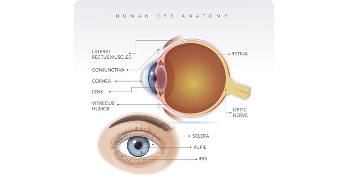 Human Eye Anatomy - Stock Illustration  as EPS 10 File