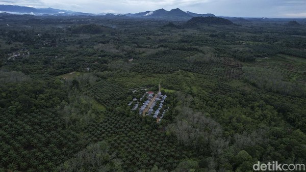 Mayoritas orang-orang SAD masih menjalani kehidupan nomaden alias berpindah-pindah di hutan. Hal itu tidak terlepas dari kepercayaan mereka akan dewa-dewa yang hidup di hutan. Selain itu, mereka juga hidup bergantung dari hasil hutan. Akan tetapi seiring berkembangnya zaman, ada juga kelompok SAD yang hidup menetap di perkampungan. Mayoritas orang-orang SAD masih menjalani kehidupan nomaden alias berpindah-pindah di hutan. Hal itu tidak terlepas dari kepercayaan mereka akan dewa-dewa yang hidup di hutan. Selain itu, mereka juga hidup bergantung dari hasil hutan. Akan tetapi seiring berkembangnya zaman, ada juga kelompok SAD yang hidup menetap di perkampungan.