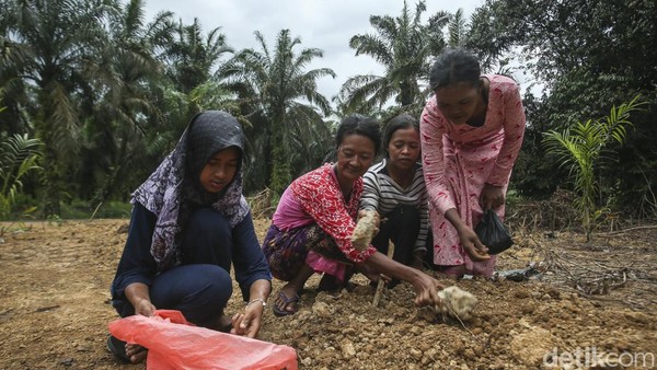 Sementara itu untuk kegiatan meramu, SAD akan mengambil tumbuhan hasil hutan bukan rotan seperti jernang, getah damar, buah jengkol, dan lain-lain. Â Sementara itu untuk kegiatan meramu, SAD akan mengambil tumbuhan hasil hutan bukan rotan seperti jernang, getah damar, buah jengkol, dan lain-lain. Â