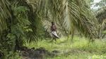 Potret Kehidupan Suku Anak Dalam di Pulau Sumatra