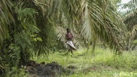Berburu dan meramu merupakan cara SAD mencukupi kebutuhan hidupnya. Berburu adalah cara menangkap hewan sementara meramu ialah kegiatan mengumpulkan tumbuh-tumbuhan. Kegiatan berburu biasanya dilakukan kaum lelaki. Hewan yang diburu adalah babi dan rusa. Hanya saja bagi SAD yang memeluk Islam, mereka akan mencari hewan selain babi.  
