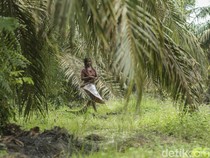 Mengenal Suku Anak Dalam Jambi yang Dikenal Manusia Rimba