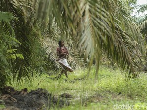 Mengenal Suku Anak Dalam Jambi yang Dikenal Manusia Rimba