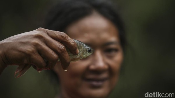 Selain langsung ditangkap, orang SAD juga punya cara lain untuk mengumpulkan ikan. Biasanya cara ini dilakukan di kanal kecil yang lebarnya sekitar 1 meter saja. Mereka akan menggunakan akar tuba untuk membuat ikan pusing sehingga mudah ditangkap. Â Selain langsung ditangkap, orang SAD juga punya cara lain untuk mengumpulkan ikan. Biasanya cara ini dilakukan di kanal kecil yang lebarnya sekitar 1 meter saja. Mereka akan menggunakan akar tuba untuk membuat ikan pusing sehingga mudah ditangkap. Â