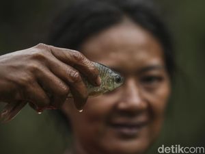 Tak Lekang Oleh Zaman, Berburu dan Meramu Masih Dilakukan Suku Anak Dalam