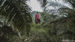 Potret Kehidupan Suku Anak Dalam di Pulau Sumatra