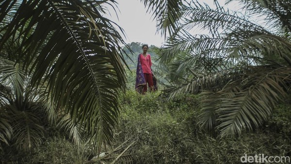 SAD sering mendahulukan perempuan dalam segala urusan. Misalnya ketika laki-laki selesai berburu dan meramu, hasil tangkapannya akan diberikan untuk perempuan terlebih dahulu. Uang hasil penjualan barang buruan dan meramu yang dilakukan para lelaki juga harus diberikan kepada perempuan. Perempuan pun punya kuasa untuk mengatur keuangan keluarga. Â SAD sering mendahulukan perempuan dalam segala urusan. Misalnya ketika laki-laki selesai berburu dan meramu, hasil tangkapannya akan diberikan untuk perempuan terlebih dahulu. Uang hasil penjualan barang buruan dan meramu yang dilakukan para lelaki juga harus diberikan kepada perempuan. Perempuan pun punya kuasa untuk mengatur keuangan keluarga. Â