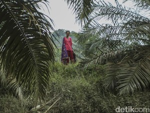 Mau Meminang Gadis Suku Anak Dalam? Harus Lolos Sayembara Dulu