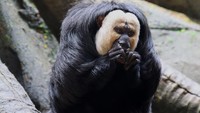 Saki berwajah putih (Pithecia pithecia), alias Guianan saki dan saki berwajah emas, spesies monyet Dunia Baru.