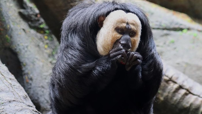 NANJING, CHINA - FEBRUARY 28: A white-faced saki (Pithecia pithecia) is seen at Hongshan Forest Zoo on February 28, 2023 in Nanjing, Jiangsu Province of China. (Photo by VCG/VCG via Getty Images)