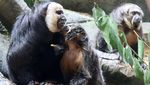 Mengenal Saki, Spesies Monyet Berwajah Putih