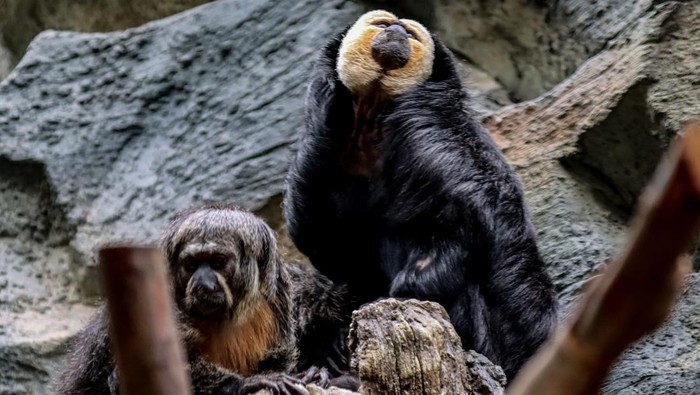 NANJING, CHINA - FEBRUARY 28: A white-faced saki (Pithecia pithecia) is seen at Hongshan Forest Zoo on February 28, 2023 in Nanjing, Jiangsu Province of China. (Photo by VCG/VCG via Getty Images)