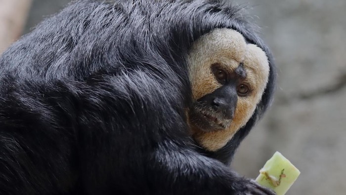 NANJING, CHINA - FEBRUARY 28: A white-faced saki (Pithecia pithecia) is seen at Hongshan Forest Zoo on February 28, 2023 in Nanjing, Jiangsu Province of China. (Photo by VCG/VCG via Getty Images)