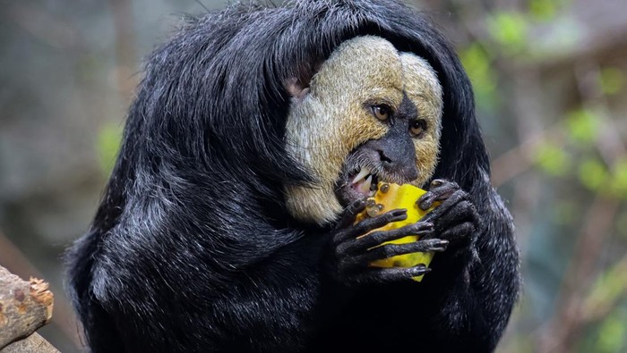 Mengenal Saki, Spesies Monyet Berwajah Putih NANJING, CHINA - FEBRUARY 28: A white-faced saki (Pithecia pithecia) is seen at Hongshan Forest Zoo on February 28, 2023 in Nanjing, Jiangsu Province of China. (Photo by VCG/VCG via Getty Images)