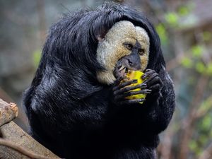 Mengenal Saki, Spesies Monyet Berwajah Putih