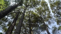 2. Pohon geronggang bisa mencapai tinggi lebih dari 40 m dan berdiameter melebihi 60 cm. Seringkali tumbuh tersebar atau mengelompok dalam belukar dan hutan primer yang tergenang. Kemampuan tumbuh pada hutan rawa gambut serta pada tanah berpasir maupun lempung berpasir menjadi keunikan sekaligus keunggulan tersendiri bagi jenis ini. Dalam foto, ini salah satu sumber benih yang mendapatkan sertifikat (Foto: Kurniawan, 2019).