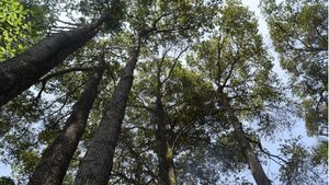 Geronggang, Penyelamat Lingkungan Berpotensi Cuan