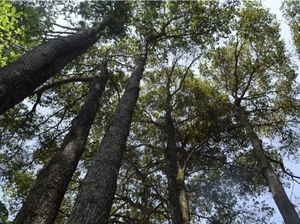 Geronggang, Penyelamat Lingkungan Berpotensi Cuan