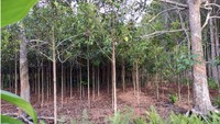 1.Geronggang termasuk dalam famili Guttiferae (Hypericaceae). Pohon itu memiliki habitat asli pada hutan hujan tropis dengan tipe curah hujan A dan B, terutama pada tanah rawa atau zona peralihan antara tanah rawa dan tanah kering pada ketinggian sampai 60 m dpl. (Foto: Sutrisno, 2021).