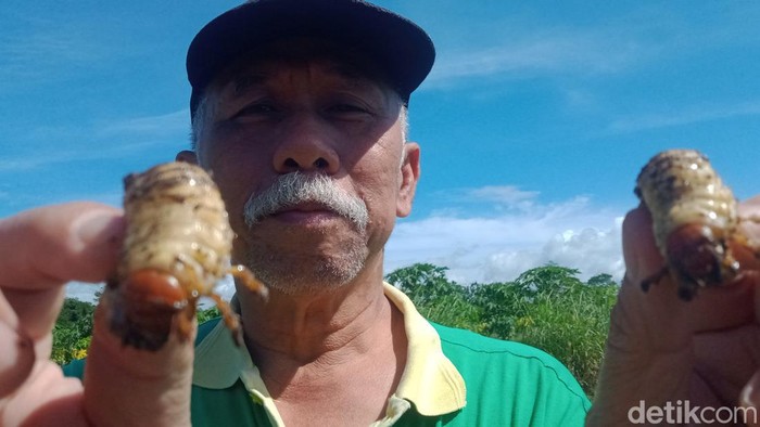 Petani di Klaten menunjukkan hama uret, Selasa (7/3/2023).