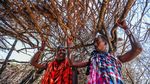 Potret Kehidupan Warga Maasai, Suku Tertua Afrika Timur