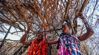 Rumah yang didiami dibuat oleh para wanita dengan luas yang cukup sempit, yaitu hanya sekitar dua kali tiga meter saja dan dibangun dekat dengan taman nasional di Afrika.