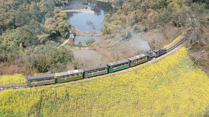 Saat Kereta Uap Melintasi Lautan Bunga di China, Indah Banget LESHAN, CHINA - MARCH 05: A train travels through blooming rapeseed flowers in terraced fields on March 5, 2023 in Qianwei County, Leshan City, Sichuan Province of China. (Photo by Liu Guoxing/VCG via Getty Images)