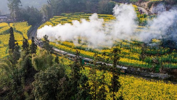 Bunga-bunga akan bermekaran dari bulan Maret hingga April setiap tahun.  