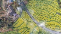 Kabupaten Qianwei terkenal dengan taman bunga rapeseednya yang memukau.  