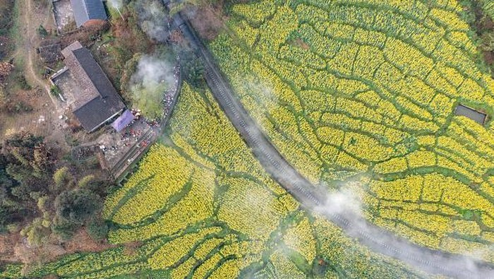Saat Kereta Uap Melintasi Lautan Bunga di China, Indah Banget LESHAN, CHINA - MARCH 05: A train travels through blooming rapeseed flowers in terraced fields on March 5, 2023 in Qianwei County, Leshan City, Sichuan Province of China. (Photo by Liu Guoxing/VCG via Getty Images)