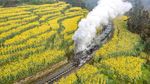 Saat Kereta Uap Melintasi Lautan Bunga di China, Indah Banget