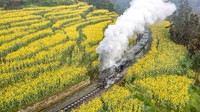 Sebuah kereta api melintasi taman bunga rapeseed yang bermekaran di terasering di Kabupaten Qianwei, Kota Leshan, Provinsi Sichuan, China, Sabtu (5/3/2023).  