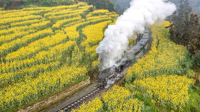 Saat Kereta Uap Melintasi Lautan Bunga di China, Indah Banget LESHAN, CHINA - MARCH 05: A train travels through blooming rapeseed flowers in terraced fields on March 5, 2023 in Qianwei County, Leshan City, Sichuan Province of China. (Photo by Liu Guoxing/VCG via Getty Images)