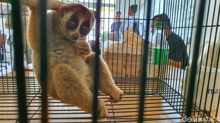 Seekor kukang yang masuk ke pemukiman warga di Riau, diserahkan ke BBKSDA. (Raja Adil Siregar/detikSumut)