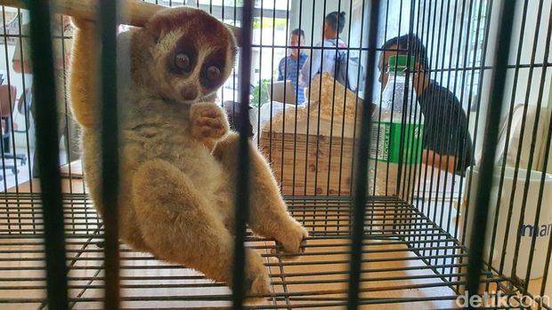 Seekor kukang yang masuk ke pemukiman warga di Riau, diserahkan ke BBKSDA. (Raja Adil Siregar/detikSumut) Seekor kukang yang masuk ke pemukiman warga di Riau, diserahkan ke BBKSDA. (Raja Adil Siregar/detikSumut)