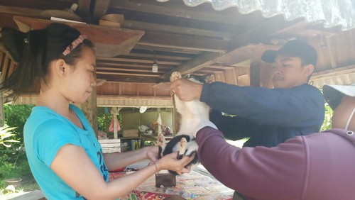 Vaksinasi emergency yang dilakukan petugas Keswan-Kesmavet, Dinas Pertanian dan Pangan Jembrana pada wilayah zona merah di Desa Kaliakah, Kecamatan Negara, Selasa (7/3/2023).