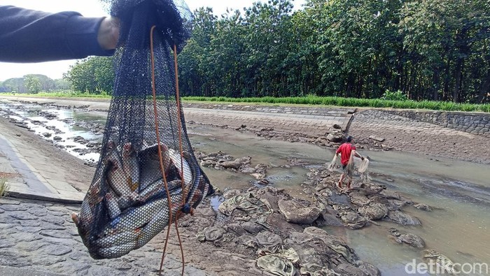 Warga Blitar mendapat ikan 30 kilogram dari Pladu
