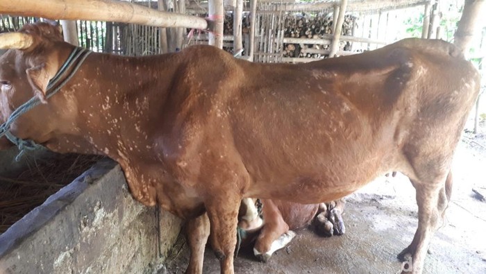 7 ekor sapi di Blitar terjangkit LDS