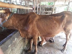 Waspada 7 Ekor Sapi di Blitar Terjangkit LSD, Pasar Hewan Perketat Biosecurity