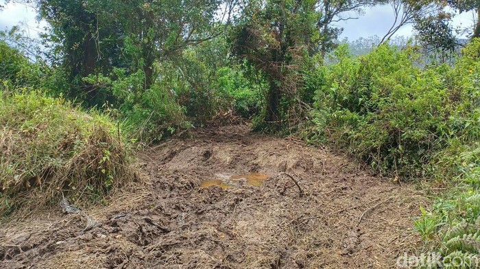 Bunga edelweis rawa yang rusak digilas saat ajang motor trail di Ranca Upas, Kabupaten Bandung
