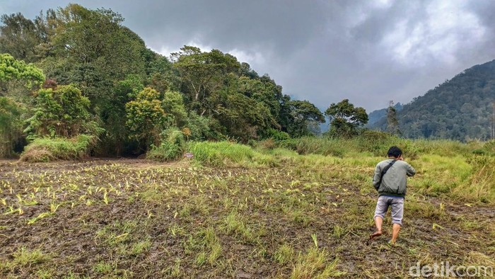 Bunga edelweis rawa yang rusak digilas saat ajang motor trail di Ranca Upas, Kabupaten Bandung