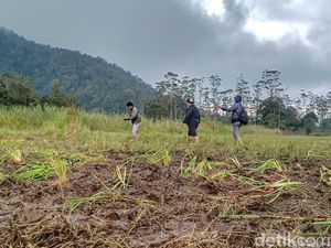 Komunitas Motor Trail  Rusak Kebun Edelweis di Ranca Upas, Perhutani Bilang Apa?