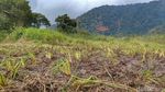 Potret Ladang Edelweis Rawa yang Rusak Digilas Trail di Ranca Upas