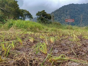 Bibit Edelweis Rawa Bakal Ditanam Lagi di Ranca Upas