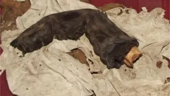 Foto ini diambil oleh seorang pria bernama Gregor Sporri pada tahun 1985. Dalam perjalanan ke Mesir, Sporri bertemu dengan perampok kuburan tua yang memiliki jari mumi berukuran 38 cm. Jari tersebut bagian dari mumi seorang pria setinggi sekitar 3,6 meter. Tidak ada yang pernah bisa menjelaskan atau menyanggah foto yang diambilnya. Foto: Reddit